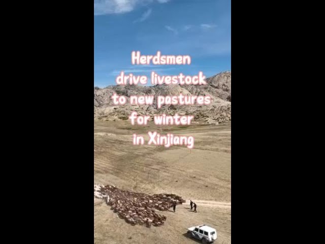 ⁣Herdsmen drive livestock to new pastures for winter in Xinjiang