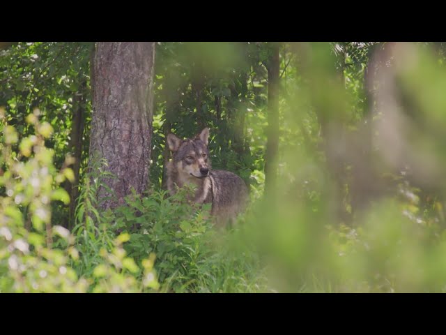 ⁣A dead wolf and the future of Colorado's wolf packs