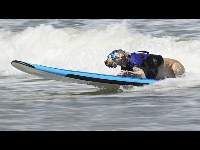 ⁣NO COMMENT: ¡Perros surferos! Cientos de mascotas se suben a las olas en California