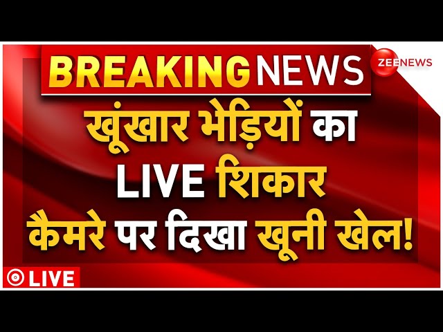 ⁣Wild Wolf Encounter LIVE: खूंखार भेड़ियों का LIVE शिकार, कैमरे पर दिखा खूनी खेल!l Bahraich l Breaking