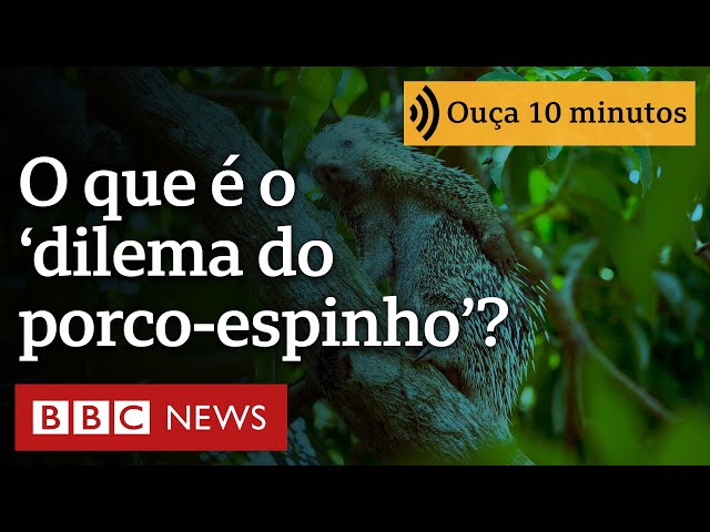 O que é dilema do porco-espinho, parábola de Schopenhauer sobre complexidade das relações humanas