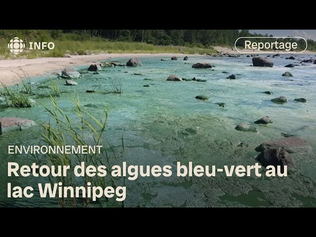 ⁣Des algues bleu-vert toxiques de retour sur les bords du lac Winnipeg