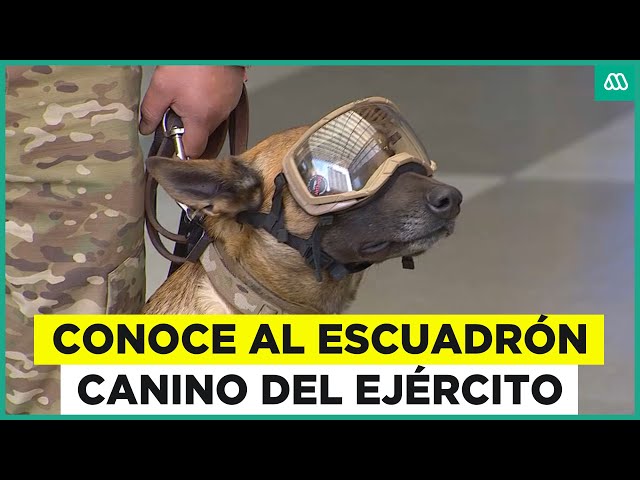 Escuadrón canino del ejército muestran sus habilidades previo a Parada Militar 2025