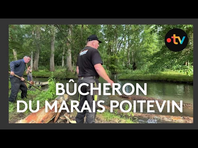 ⁣Un bûcheron du Marais poitevin transporte un train de bois de plusieurs tonnes sur l'eau