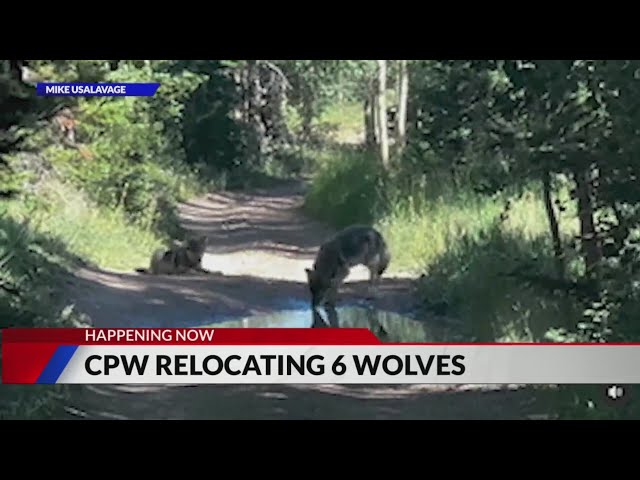 ⁣6 members of Copper Creek wolf pack successfully captured