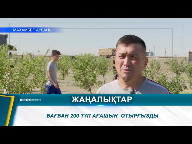 ⁣БАҒБАН 200 ТҮП АҒАШЫН  ОТЫРҒЫЗДЫ