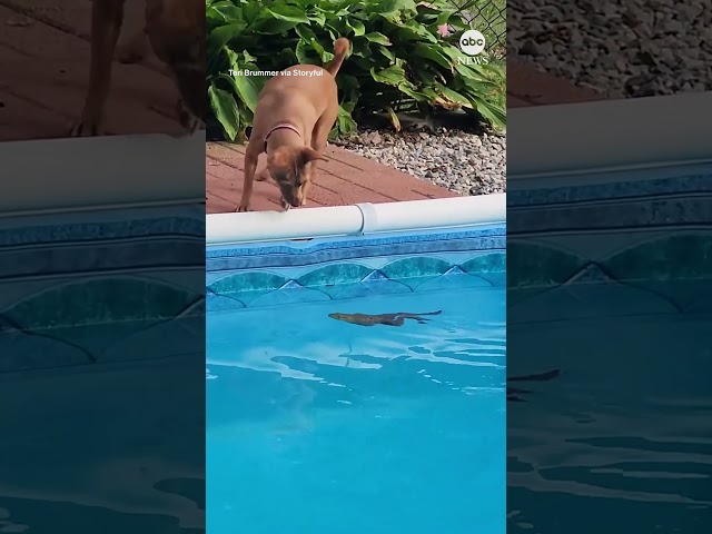 ⁣Unlikely duo: Family dog meets backyard frog