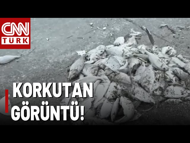 İzmir Körfezi'nde Korkutan Görüntü! Binlerce Ölü Balık Kıyıya Vurdu...