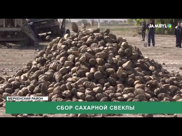 ⁣Сбор сахарной свеклы