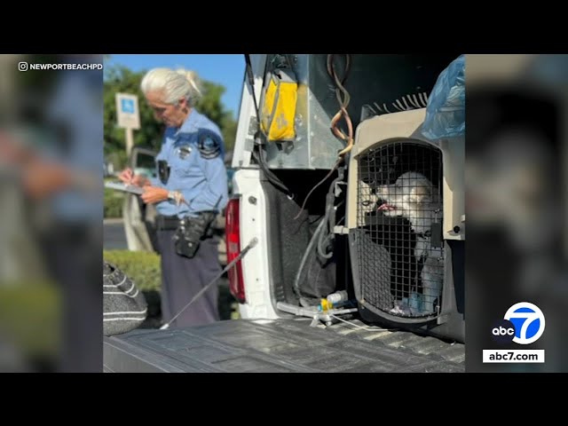 ⁣Dog rescued from hot car with the doors locked, windows rolled up in Newport Beach