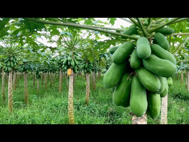 ⁣Tobago Farmers Receive Training In Papaya Production