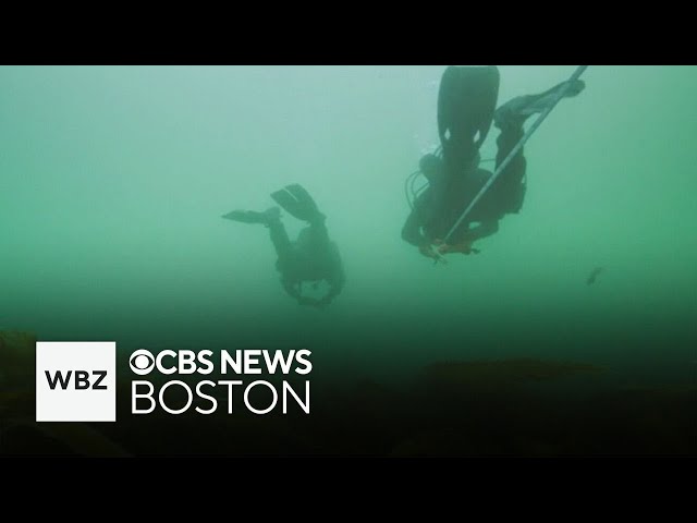 ⁣Documentary shows climate change is turning Gulf of Maine into a "ghost town"