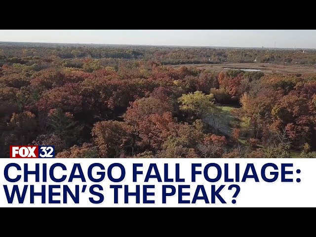 ⁣Chicago fall foliage: When to expect peak color