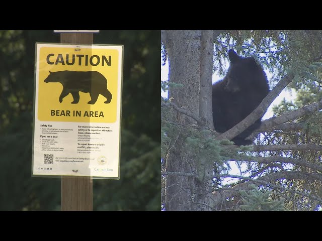 ⁣B.C. creates bear protection panel