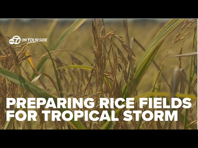 ⁣Arkansas Rice Farmers Prepare for Tropical Storm Francine