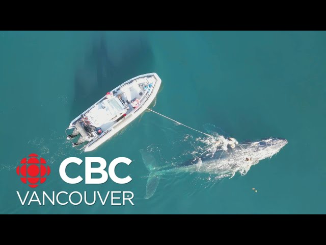 ⁣Humpback whale rescued near Prince Rupert, B.C.