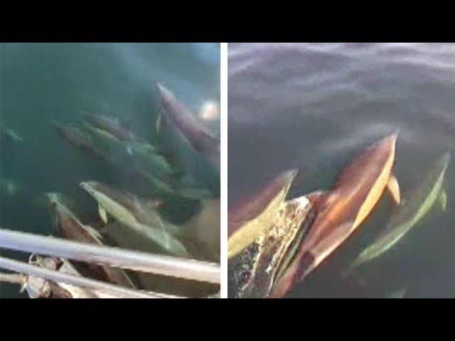 ⁣WATCH: Dolphin pods play alongside boats in Newfoundland