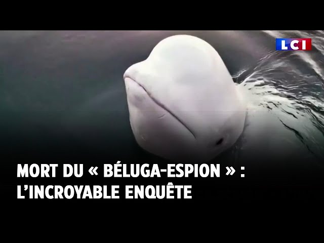 ⁣Mort du « béluga-espion » : l’incroyable enquête