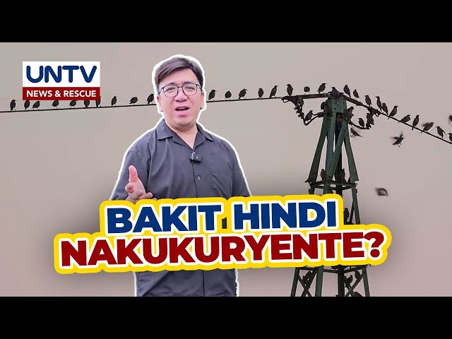 ⁣ALAMIN: Bakit hindi nakukuryente ang mga ibon na nakadapo sa electrical wires?