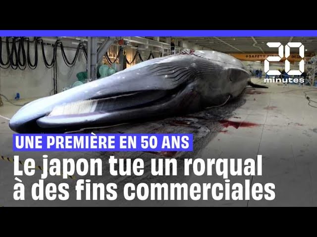 ⁣Japon : Un rorqual commun tué à des fins commerciales, une première depuis 50 ans