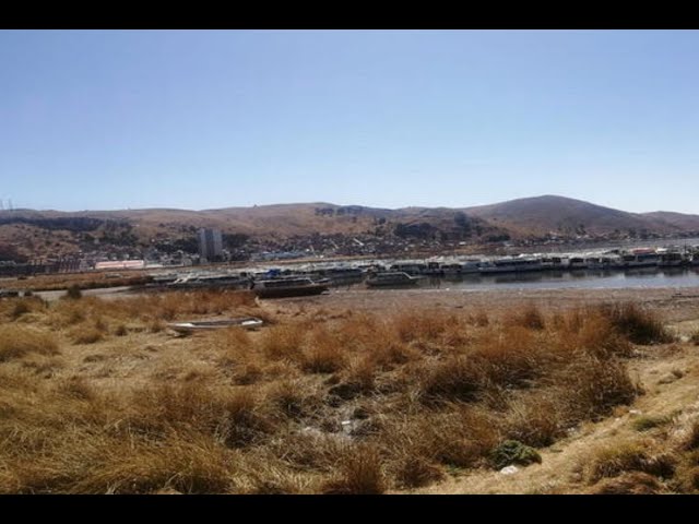 ⁣Puno: Totorales secos tras descenso del lago Titicaca