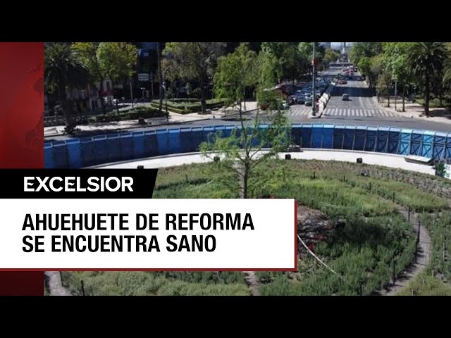 Ahuehuete ya se adoptó a glorieta de Paseo de la Reforma