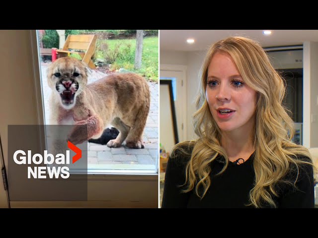 ⁣Cougar kills Alberta family’s cat, returns to house hours later