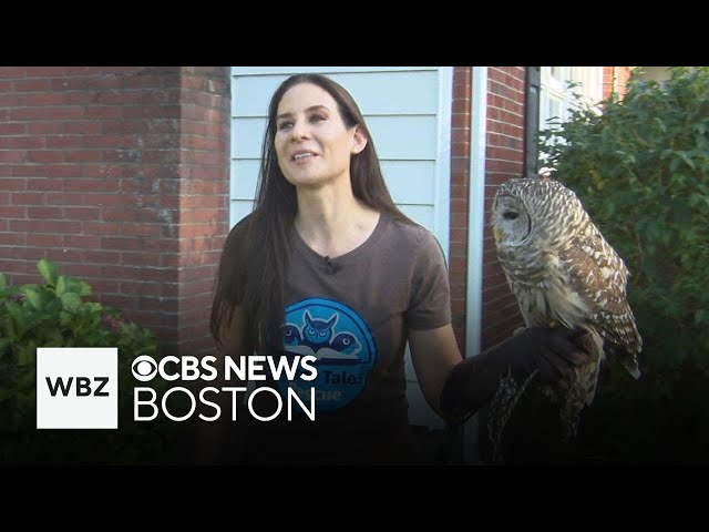 ⁣Massachusetts bird rescue raising money for new vehicle to continue mission