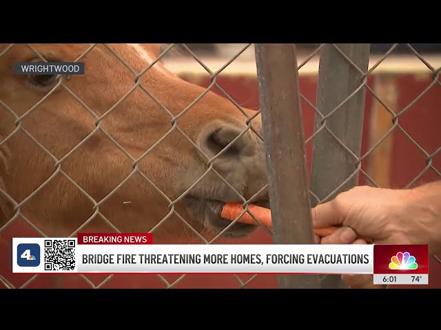 ⁣Wrightwood family grateful pony, home safe from Bridge Fire