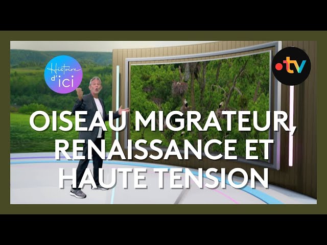 ⁣Histoire d'Ici: les cigognes du marais de Brouage