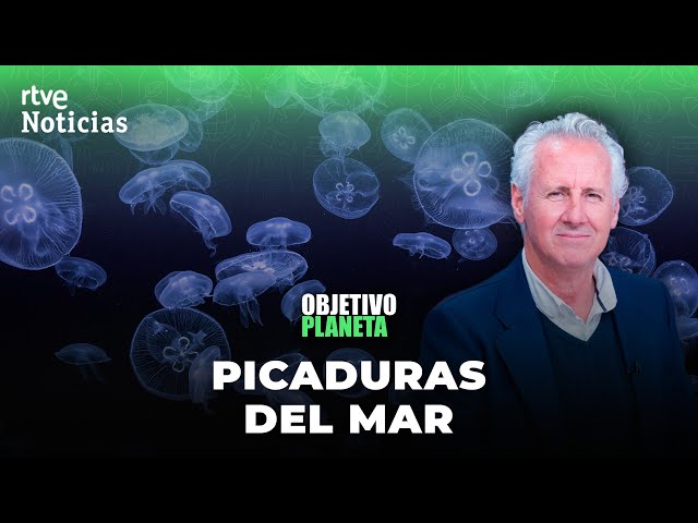 ⁣OBJETIVO PLANETA: LORENZO MILÁ y las PICADURAS de los SERES MARINOS | RTVE Noticias