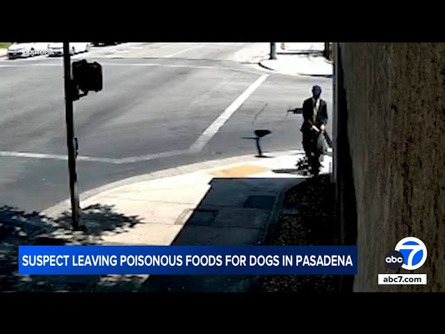 ⁣Animal cruelty suspect leaving poisonous foods for dogs in Pasadena