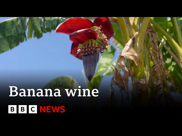 ⁣Why banana wine production is flourishing in Malawi | BBC News