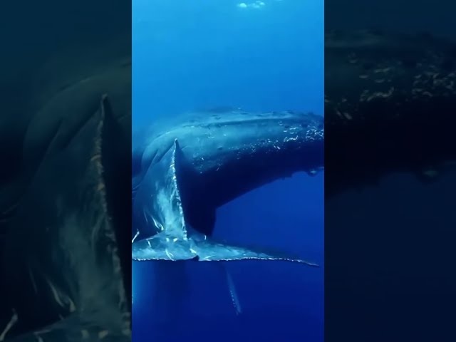 ⁣Millonaria deuda de Chile con las ballenas