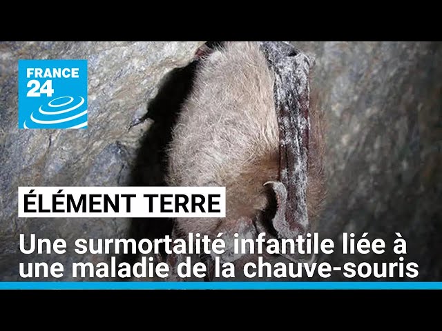 ⁣Une maladie de la chauve souris liée à la mort de 1300 bébés aux Etats-Unis • FRANCE 24