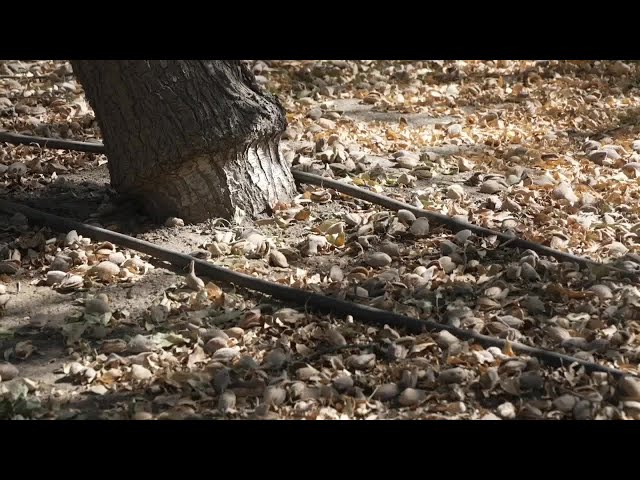 ⁣Dusty Days: Almond harvest creating blowing dust across Kern County