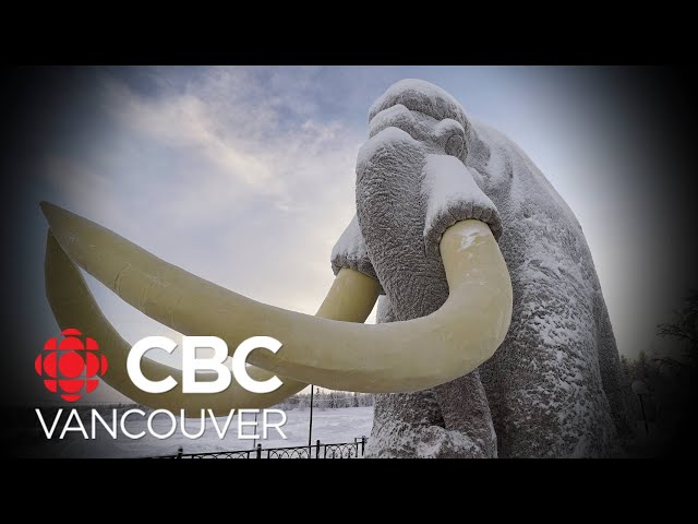 ⁣Mammoth fossils found in B.C. date back 45,000 years, researcher says