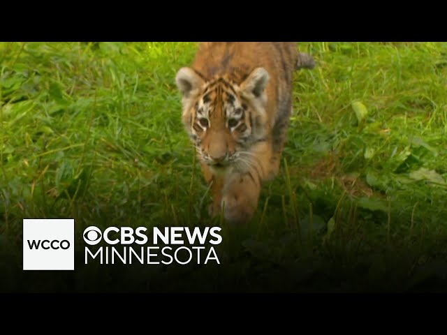 ⁣Endangered Amur tiger cubs, sea lions make Minnesota Zoo debut