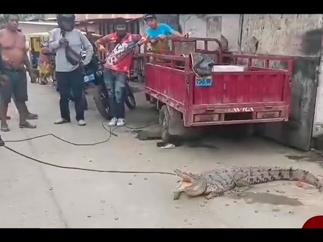 ⁣Tumbes: Presencia de cocodrilos causa alarma en la población