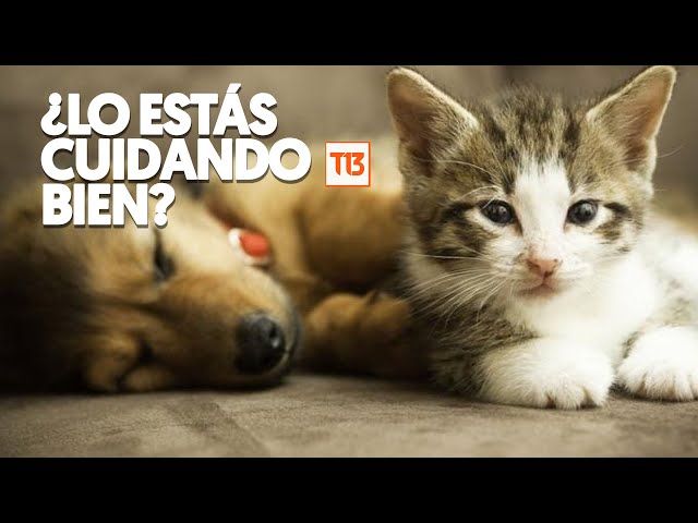 ⁣Perrunos y gatunos: Lo que DEBES saber para cuidar a tu mascota y no fallar en el intento