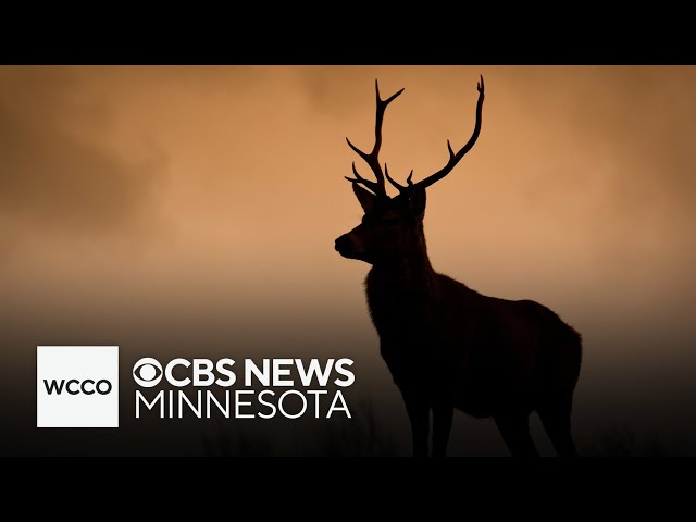 ⁣Minnesota could see more deer than usual this year, says DNR