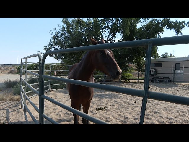 ⁣Redemption Ranch: Using therapy animals to help people in Bakersfield