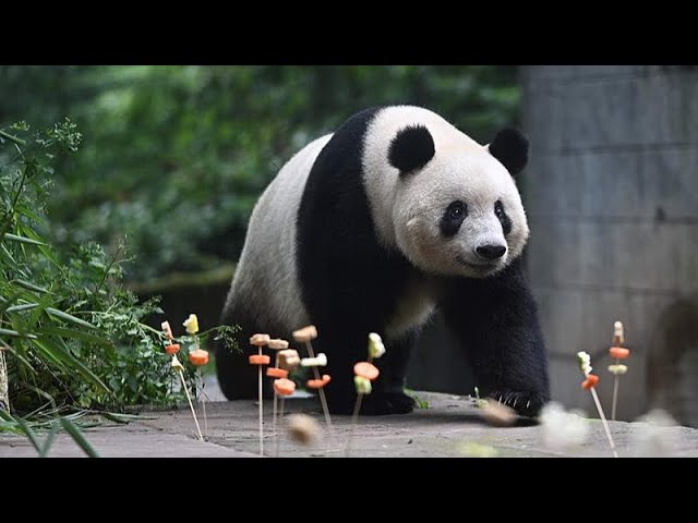 ⁣Live: Birthday party for giant pandas held in Sichuan