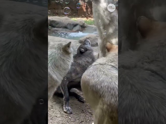 ⁣Watch: These wolves enjoy a bubble party #Shorts