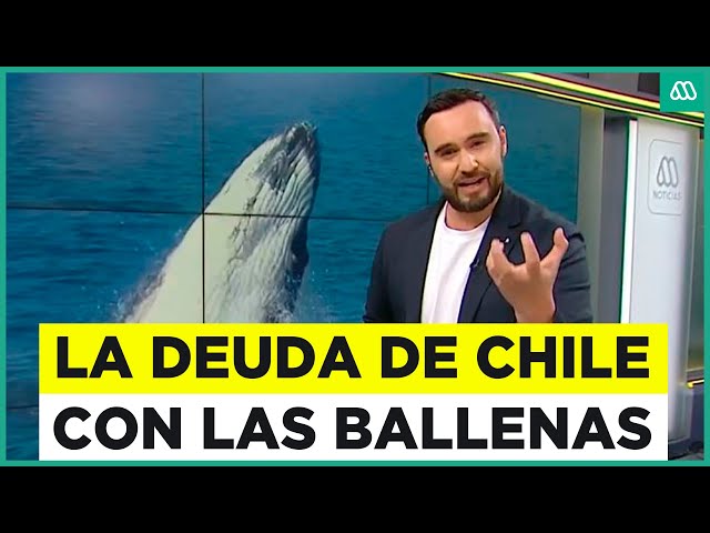 ⁣Podría perder derecho a protegerlas: La millonaria deuda que Chile tiene con las ballenas