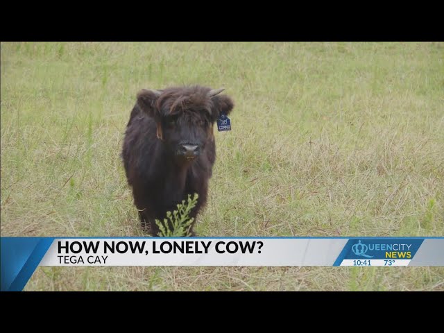 ⁣Community raises money to help cow get a bovine friend