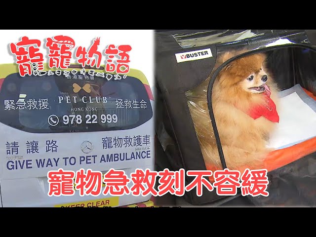 ⁣寵寵物語｜Pet Talks｜寵物急救刻不容緩｜TVB