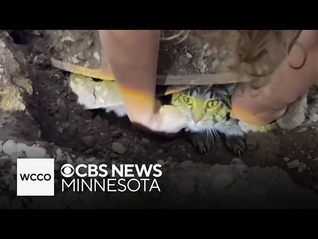 ⁣Cat found in sewer 2 months after going missing