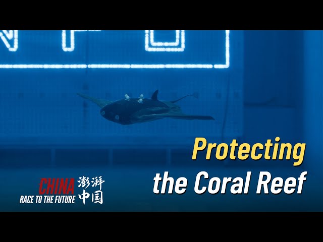 ⁣Race to the Future: Protecting the coral reef