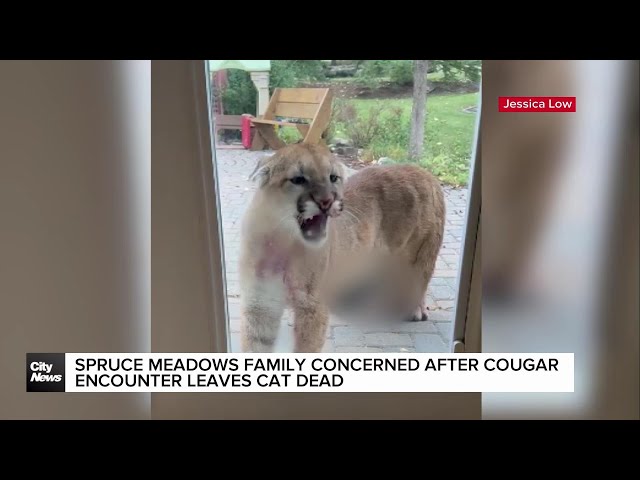 ⁣Spruce Meadows family concerned after cougar encounter leaves cat dead